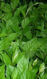 探索黑龍江鐵力相杰參藥山 枸杞苗與黑參的特色產(chǎn)品